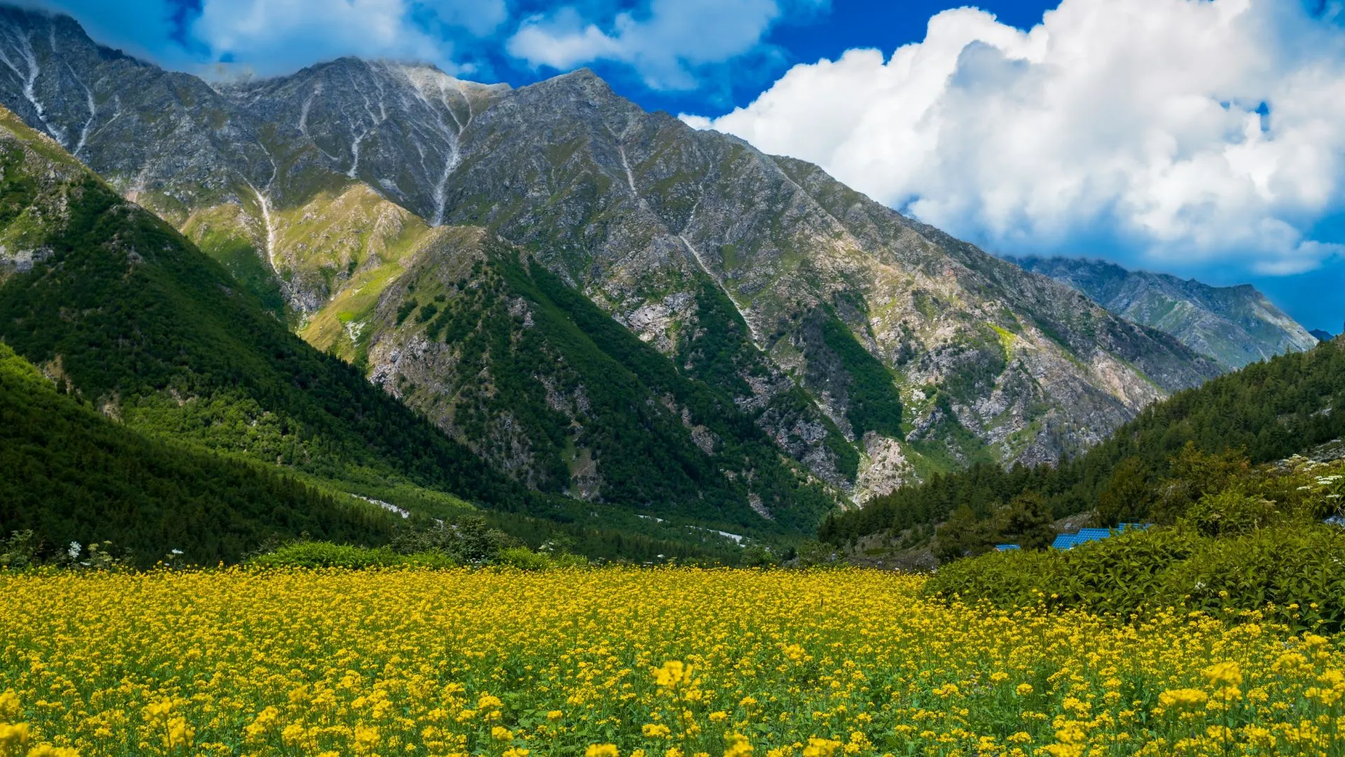 Valley of Wildflowers